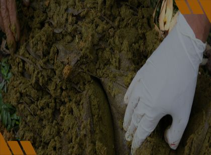Necropsia